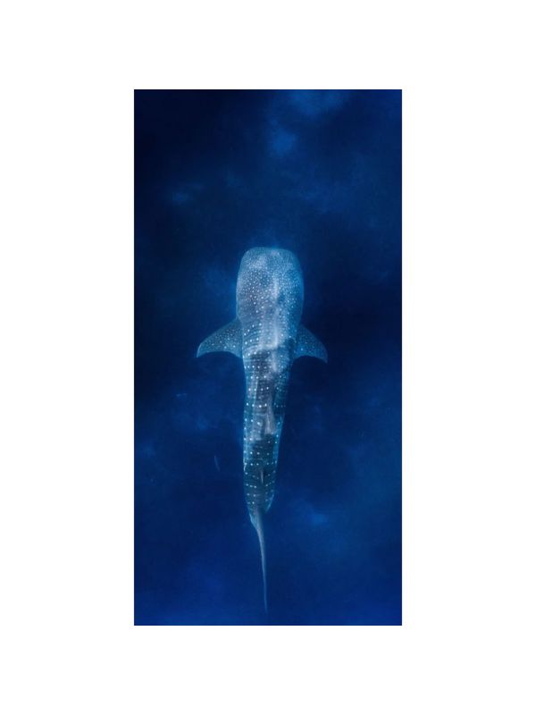 Whale Shark - Sand Free Beach Towel